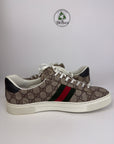 Gucci ace